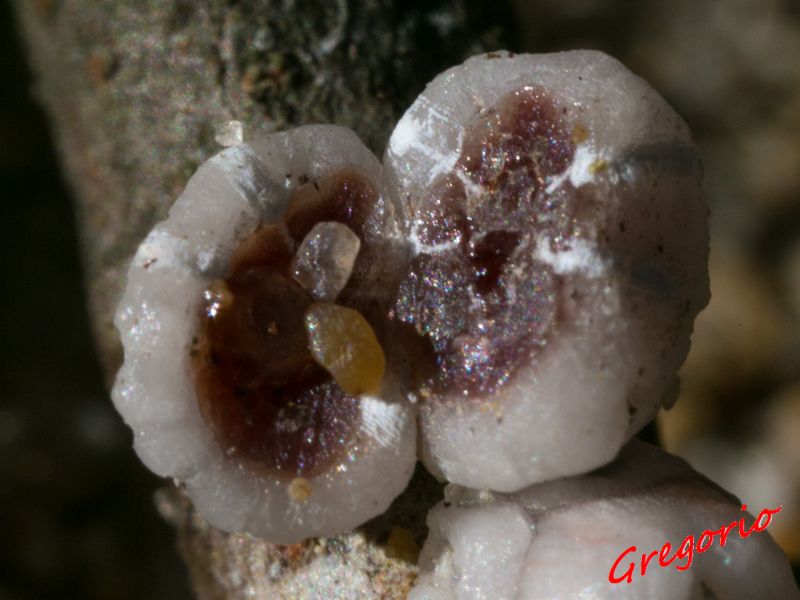 Da determinare Ceroplastes rusci ??
